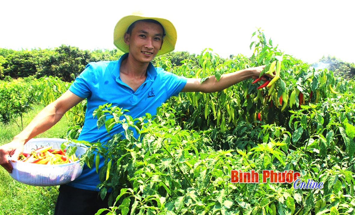 Thanh niên làm kinh tế giỏi ở Thanh Lương 