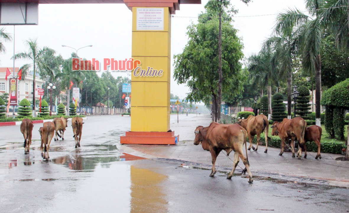 B&ograve; &ldquo;dạo&rdquo; phố
