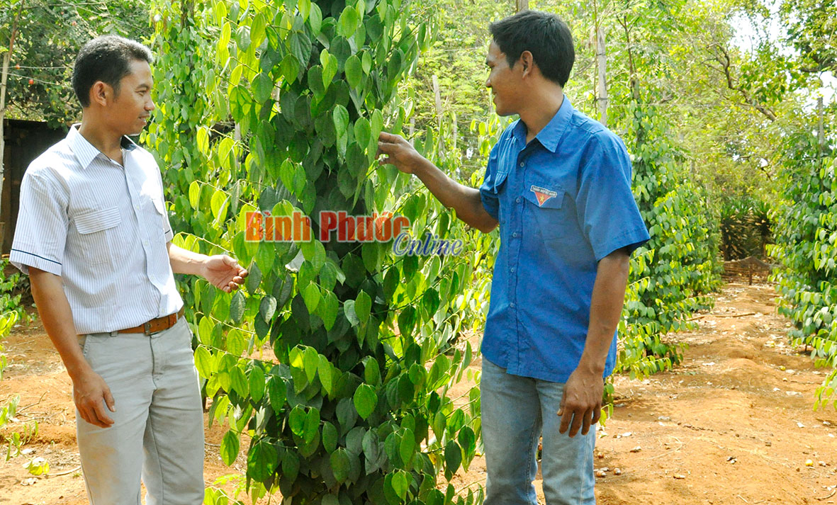 “Trái ngọt” của trí thức trẻ tình nguyện ở Bù Gia Mập