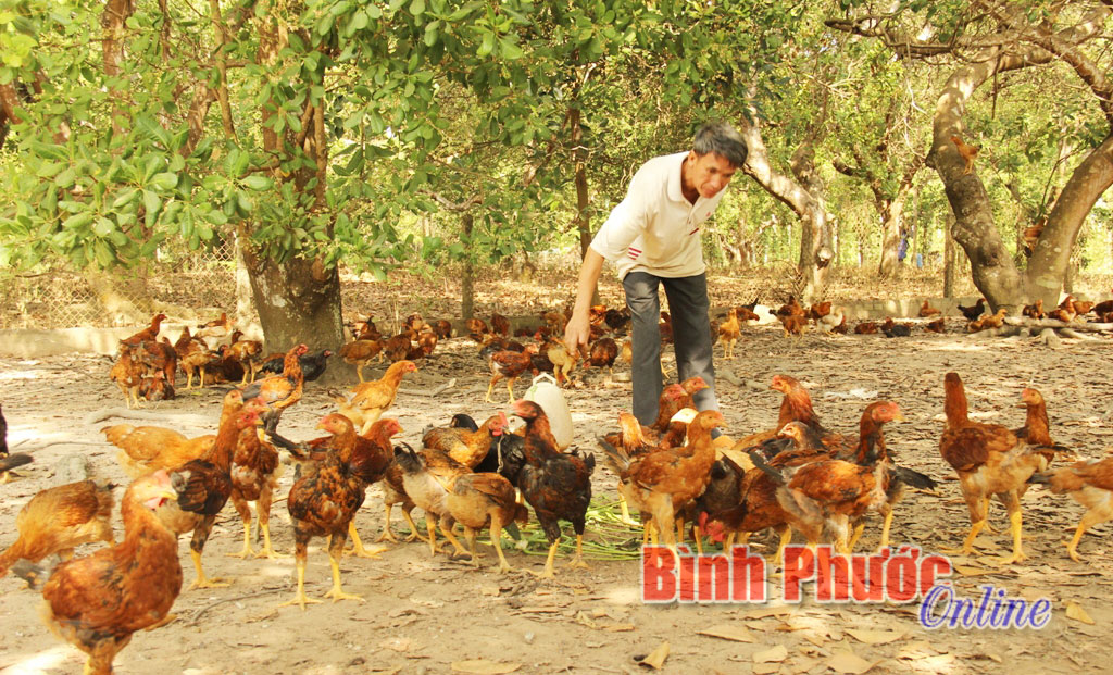 Toàn tỉnh đàn gà tăng 45,6%