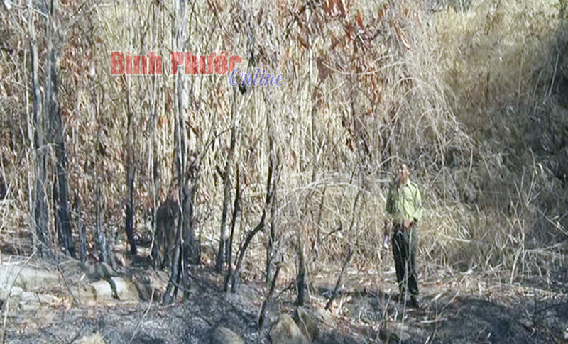 20 vụ vi phạm bảo vệ rừng tr&ecirc;n n&uacute;i B&agrave; R&aacute;