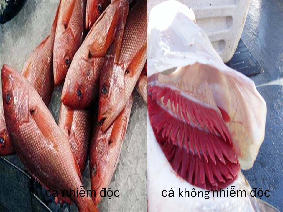 Ăn cá chết nhiễm độc nguy hại sức khỏe thế nào?