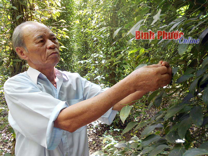 Giải pháp chống hạn hiệu quả cho cây tiêu