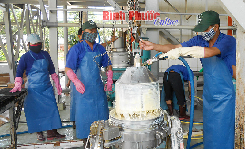 Công nghiệp chế biến sâu - chiến lược phát triển cao su bền vững