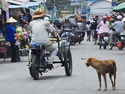 Bù Đốp: Xây dựng hồ sơ quản lý chó
