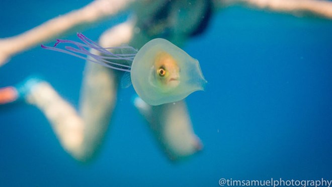 Kinh ngạc khoảnh khắc con cá bị mắc kẹt bên trong chú sứa