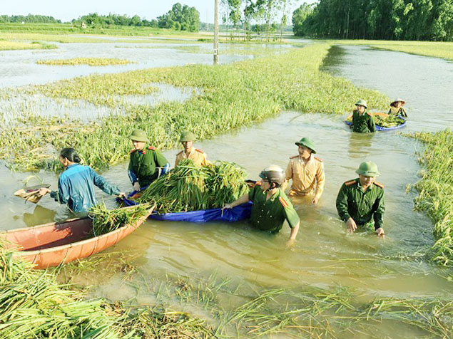 Hơn 400 cảnh sát, quân nhân lội nước “cứu” lúa giúp dân