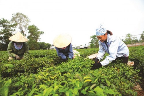 Trồng cây ca cao nằm trong chương trình cho vay thí điểm phục vụ phát triển nông nghiệp