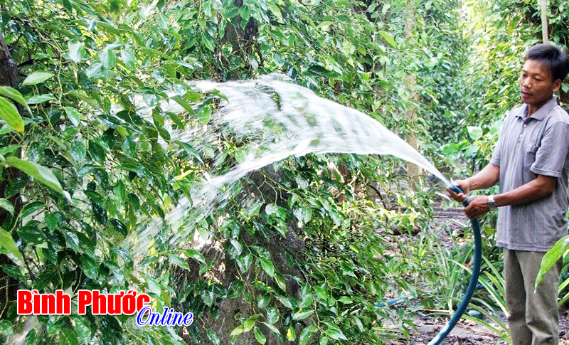 Tháng 4-2016, kinh tế Bình Phước chuyển biến tích cực