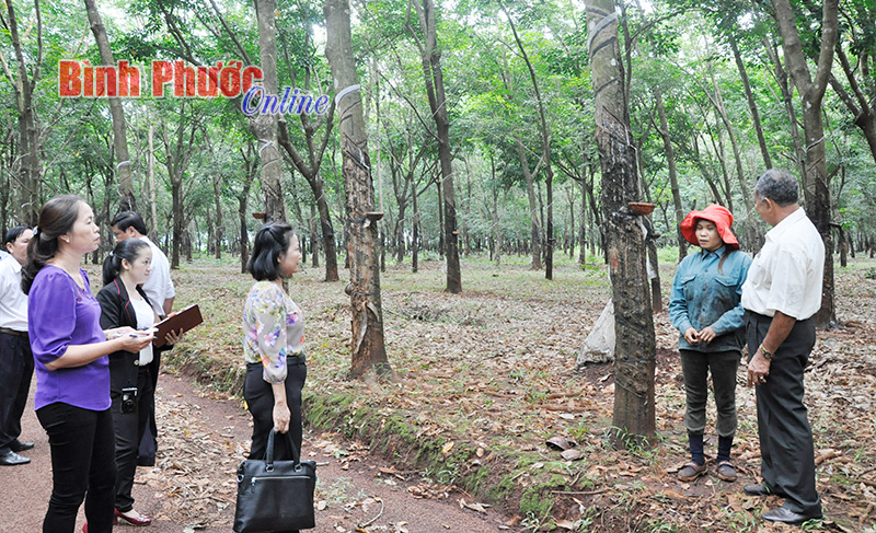 Nhiệm vụ, quyền hạn của Văn ph&ograve;ng HĐND cấp tỉnh