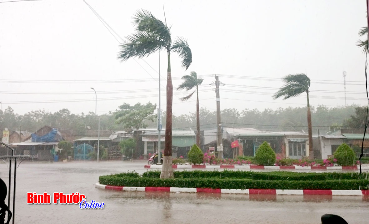 “Cơn mưa vàng” ở Chơn Thành