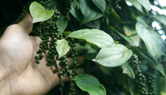 Triển vọng về giống hồ tiêu kháng sâu bệnh