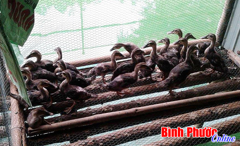 Thành công từ nuôi vịt trời