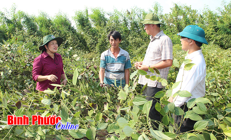 B&igrave;nh Phước thiệt hại tr&ecirc;n 8,2 tỷ đồng do lốc xo&aacute;y