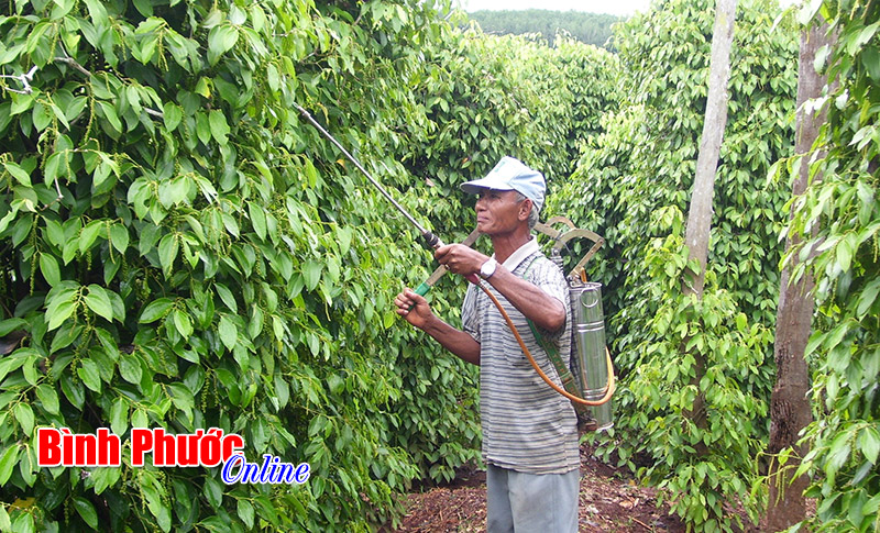 Hoạt chất nào có thể thay thế Carbendazim trong sản xuất hồ tiêu?