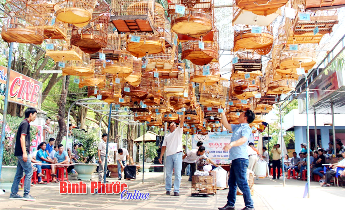 Hội thi Tiếng hót chim chào mào gây quỹ từ thiện