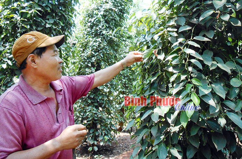 VPA đề xuất thành lập sàn giao dịch hồ tiêu tại TP. Hồ Chí Minh