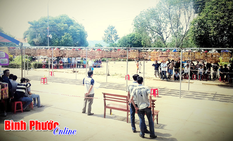 Hội thi chim ch&agrave;o m&agrave;o đấu h&oacute;t huyện B&ugrave; Đăng