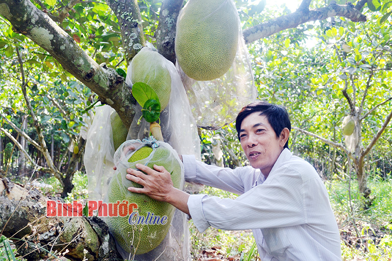  Mít trúng mùa được giá 