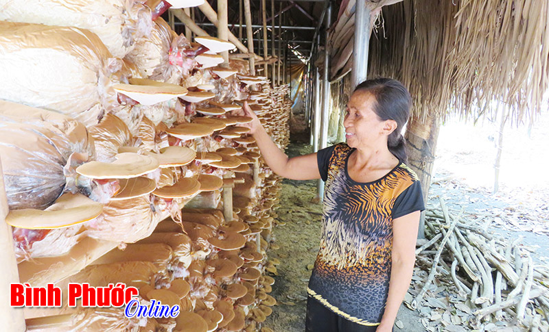 Nấm linh chi đỏ - lựa chọn “số 1” cho nông dân “3 ít”