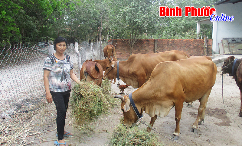 Nghị lực của một phụ nữ nghèo