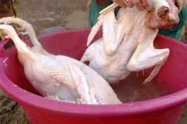 Nhựa thông nhổ lông gà, vịt “siêu nhanh” có độc hại?