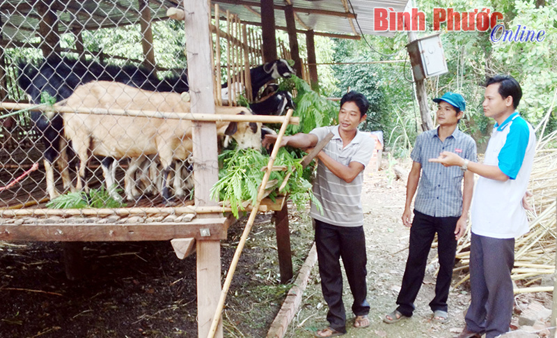 Tổ hợp tác - nơi nuôi dưỡng ý chí lập nghiệp của thanh niên nông thôn