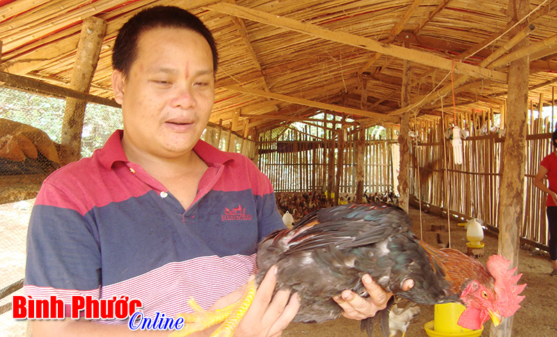 Nuôi gà tiến vua trên đất Bình Phước