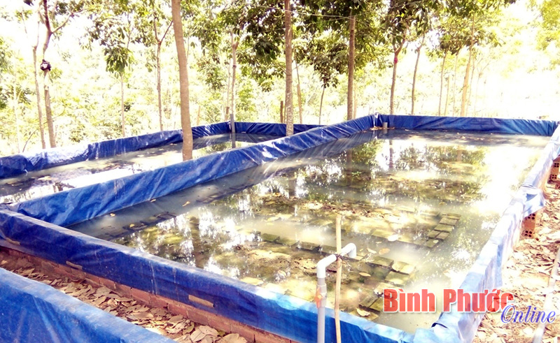 Làm giàu nhờ nuôi lươn 