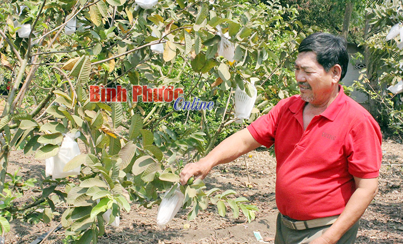 Trồng ổi Đài Loan lợi nhuận cao, chịu hạn tốt