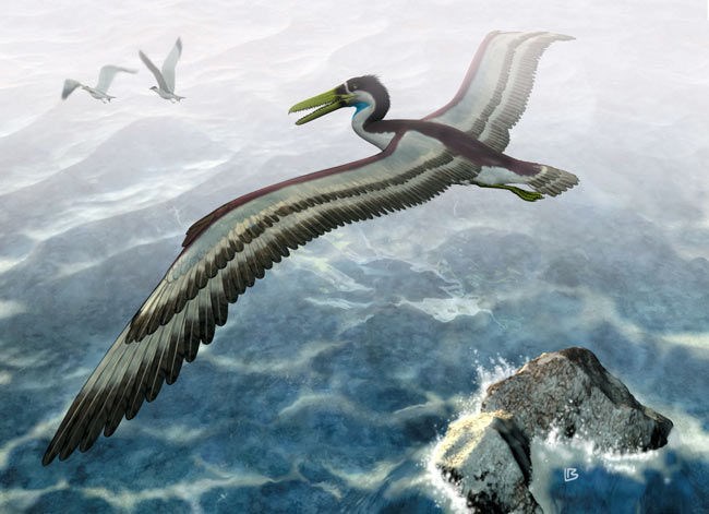 Loài chim khổng lồ từng thống trị bầu trời Nam Cực 50 triệu năm trước