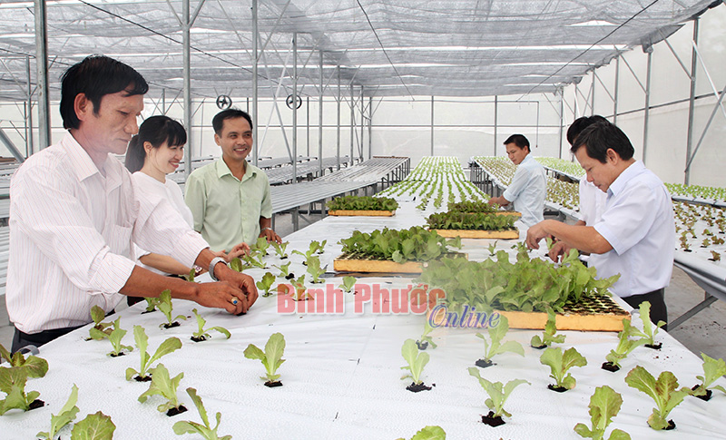 Trung tâm Giống nông lâm nghiệp đầu tư 2 tỷ đồng trồng rau sạch