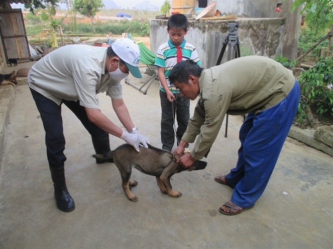 Tăng cường công tác phòng, chống bệnh dại trên động vật