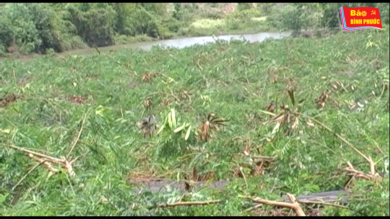 [Video] Mưa và lốc xoáy gây thiệt hại nặng cho người dân huyện Lộc Ninh