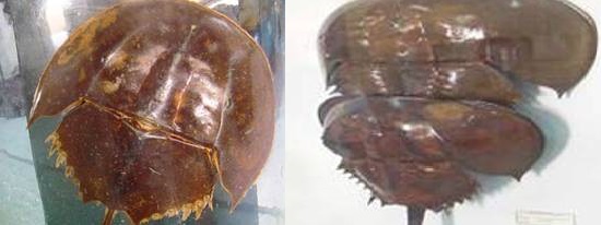 So biển "độc dược" chưa có thuốc giải