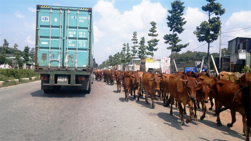 Người dắt s&uacute;c vật vi phạm quy tắc giao th&ocirc;ng sẽ bị phạt