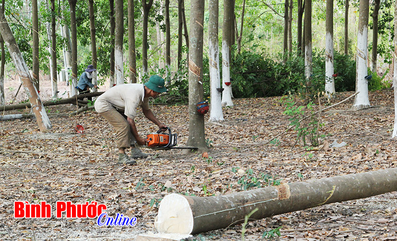 Tái cơ cấu ngành nông nghiệp gắn với xây dựng nông thôn mới: Để đoạn tuyệt với điệp khúc “trồng - chặt”?