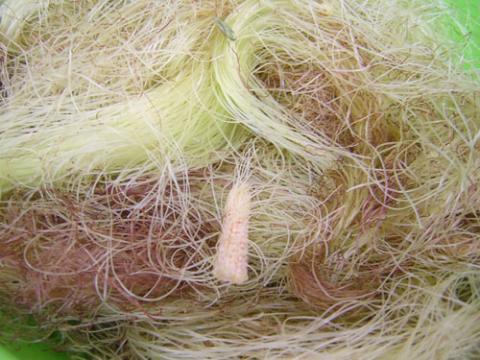 Thần dược râu ngô: Chữa sỏi đường tiết niệu, hạ huyết áp