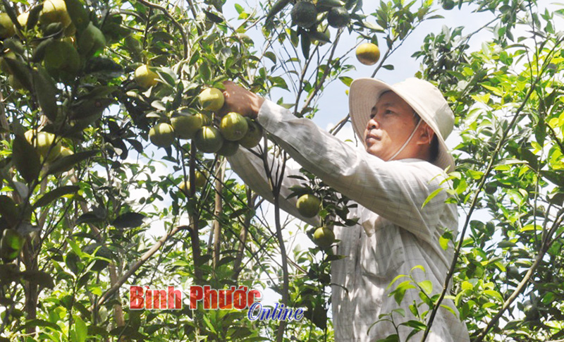 Trái cây Thanh An ra hội chợ 