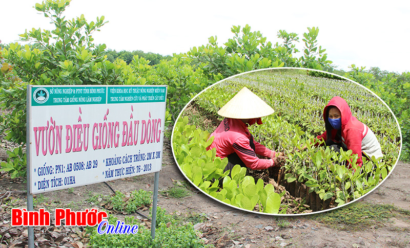 Thương hiệu điều nhìn từ cây giống