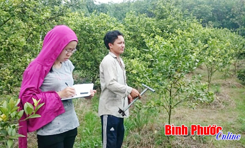 Thu tiền tỷ từ chanh bông tím