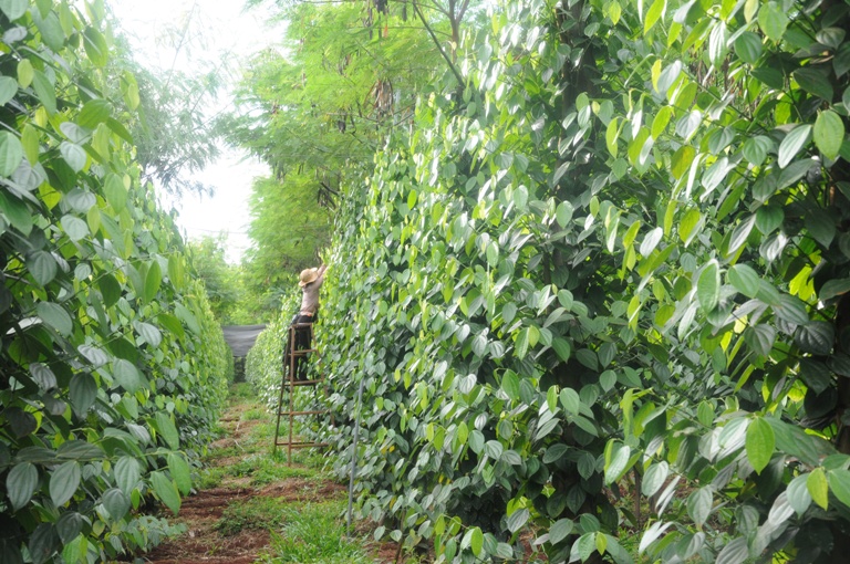 Tháng 5-2016: Diễn đàn giữa hải quan và hiệp hội các ngành hàng đi vào hoạt động 