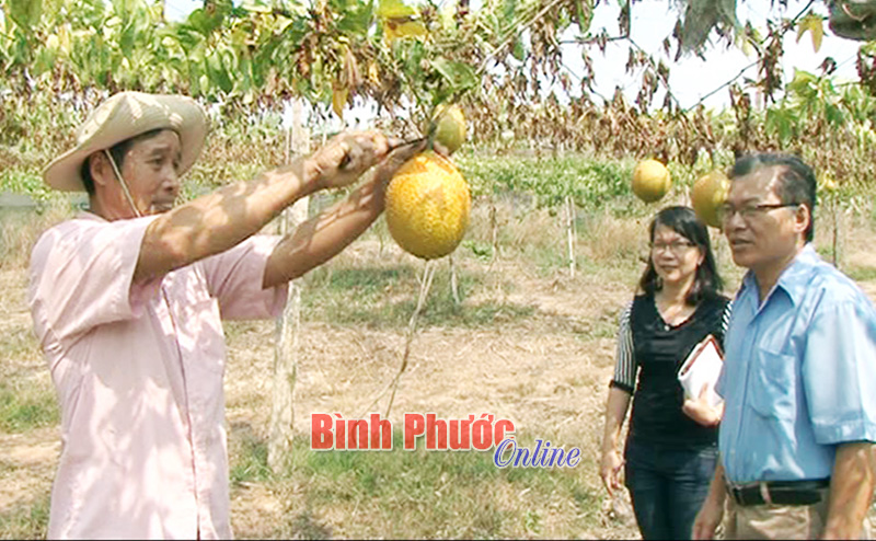 Trồng gấc ở Lộc Hiệp bước đầu cho hiệu quả