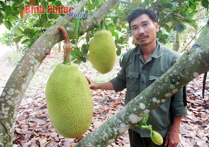Làm giàu từ trồng sầu riêng xen mít