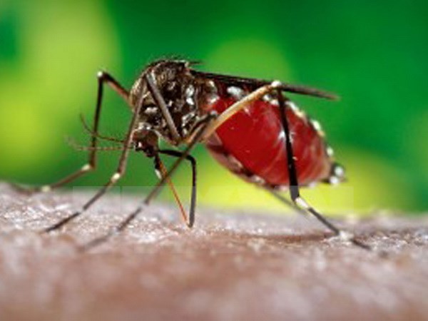 Phát hiện một loạt hoạt chất có tác dụng kháng virus Zika