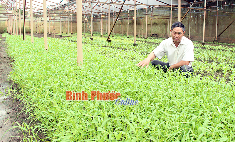 Về đâu rau sạch của nhà nông?