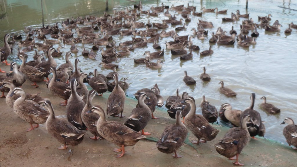 Lời mỗi năm 100 triệu đồng từ nuôi vịt trời