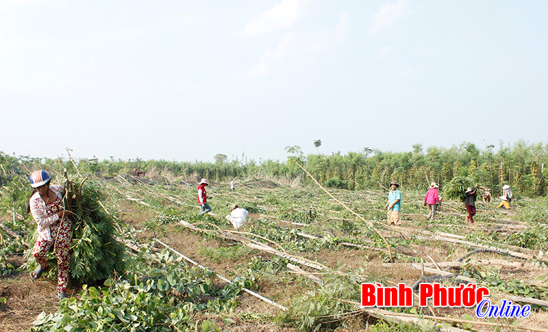 Gần 15 ngàn trụ tiêu của huyện Bù Đốp bị đổ gãy