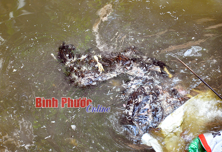 Đồng Phú: Suối 11 ô nhiễm vì xác gà