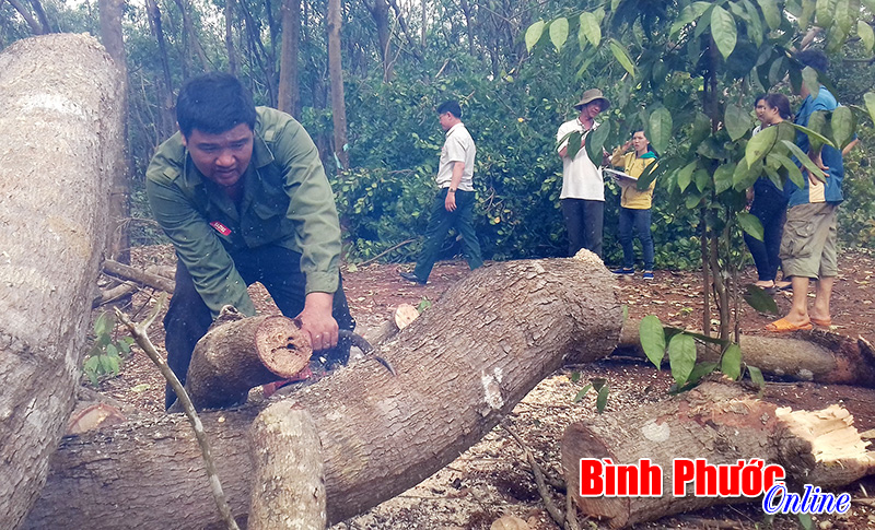 Lốc xoáy gây thiệt hại khoảng 600 triệu đồng tại xã Thống Nhất và Nghĩa Bình